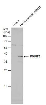 POU4F3 Antibody in Western Blot (WB)