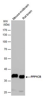 PP1 beta Antibody in Western Blot (WB)