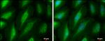 PKC mu Antibody in Immunocytochemistry (ICC/IF)