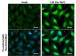 Phospho-DNA-PK (Ser2056) Antibody in Immunocytochemistry (ICC/IF)