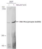 Phospho-DNA-PK (Ser2056) Antibody in Western Blot (WB)