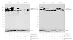 Phospho-DNA-PK (Ser2056) Antibody in Western Blot (WB)