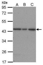 ERK2 Antibody in Western Blot (WB)