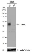 CD155 Antibody