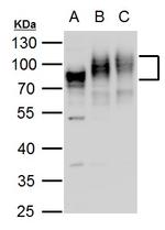 CD155 Antibody in Western Blot (WB)