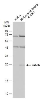 RAB5B Antibody in Western Blot (WB)