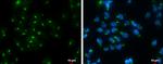 RAP1GAP Antibody in Immunocytochemistry (ICC/IF)