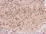 p130 Antibody in Immunohistochemistry (Paraffin) (IHC (P))