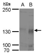 p130 Antibody in Western Blot (WB)