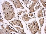 REST Antibody in Immunohistochemistry (Paraffin) (IHC (P))