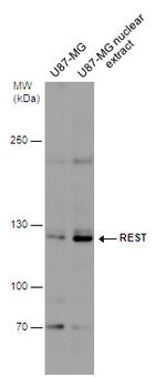 REST Antibody in Western Blot (WB)