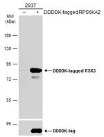 RSK3 Antibody in Western Blot (WB)