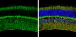 S100B Antibody in Immunohistochemistry (Frozen) (IHC (F))