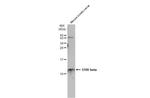 S100B Antibody in Western Blot (WB)