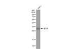 SRSF2 Antibody in Western Blot (WB)