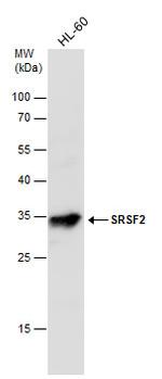 SRSF2 Antibody in Western Blot (WB)