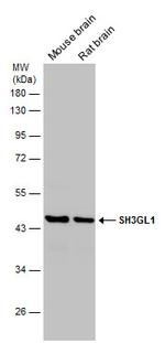 SH3GL1 Antibody in Western Blot (WB)