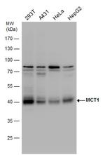 MCT1 Antibody in Western Blot (WB)