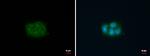 Fascin Antibody in Immunocytochemistry (ICC/IF)