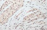 SNRPE Antibody in Immunohistochemistry (Paraffin) (IHC (P))