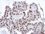 SP3 Antibody in Immunohistochemistry (Paraffin) (IHC (P))