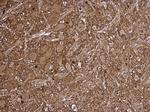 LKB1 Antibody in Immunohistochemistry (Paraffin) (IHC (P))