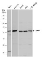 LKB1 Antibody in Western Blot (WB)