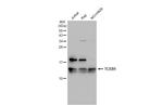 TCEB1 Antibody in Western Blot (WB)