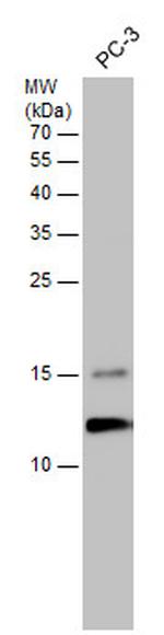 TCEB1 Antibody in Western Blot (WB)