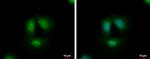 TCF3 Antibody in Immunocytochemistry (ICC/IF)