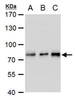 TCF3 Antibody in Western Blot (WB)