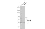 TCF7L2 Antibody in Western Blot (WB)