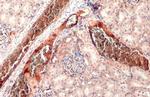 TGF beta-3 Antibody in Immunohistochemistry (Paraffin) (IHC (P))