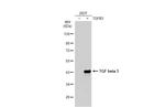 TGF beta-3 Antibody in Western Blot (WB)