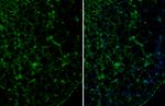 TLE1 Antibody in Immunohistochemistry (Frozen) (IHC (F))