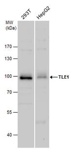 TLE1 Antibody in Western Blot (WB)