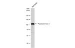 TOP1 Antibody in Western Blot (WB)