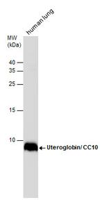 Uteroglobin Antibody in Western Blot (WB)