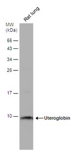 Uteroglobin Antibody in Western Blot (WB)