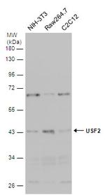 USF2 Antibody in Western Blot (WB)