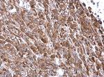 VASP Antibody in Immunohistochemistry (Paraffin) (IHC (P))