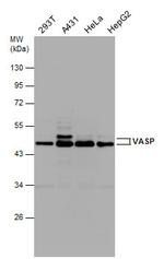 VASP Antibody in Western Blot (WB)