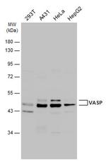 VASP Antibody in Western Blot (WB)