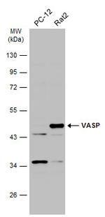 VASP Antibody in Western Blot (WB)