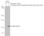 Phospho-VAV1 (Tyr174) Antibody in Western Blot (WB)