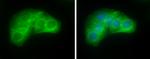 Villin Antibody in Immunocytochemistry (ICC/IF)