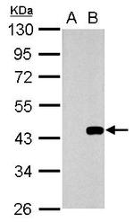 WNT3 Antibody in Western Blot (WB)