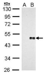 WNT8A Antibody in Western Blot (WB)