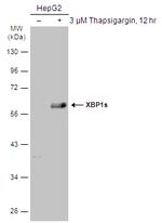 XBP1 Antibody in Western Blot (WB)