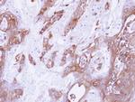 14-3-3 gamma Antibody in Immunohistochemistry (Paraffin) (IHC (P))